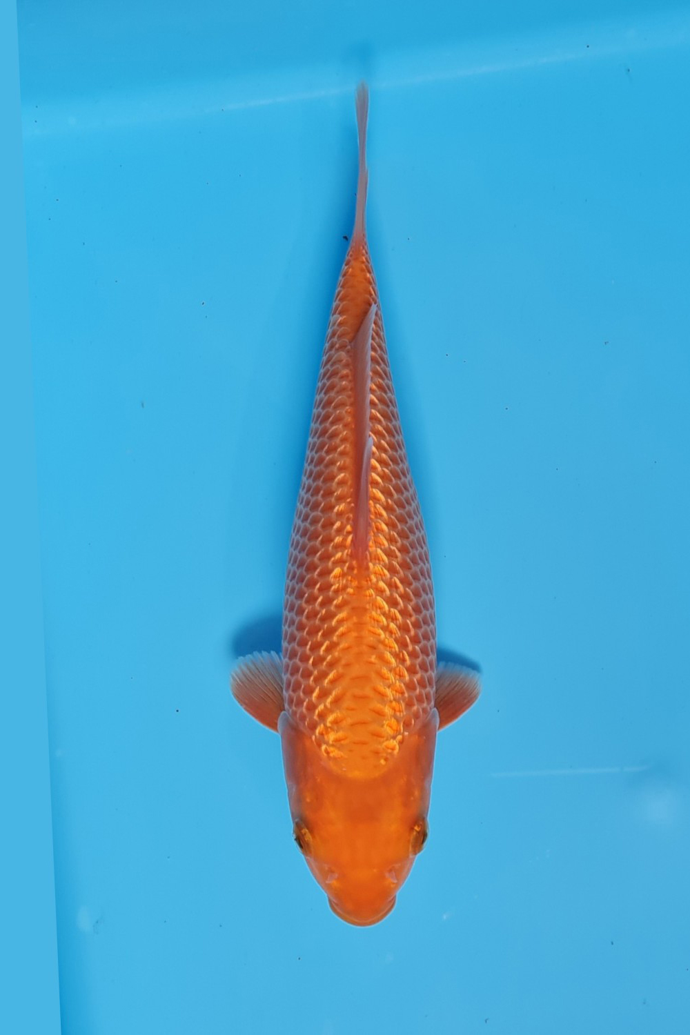 Best In Size E 36 - 40 cm