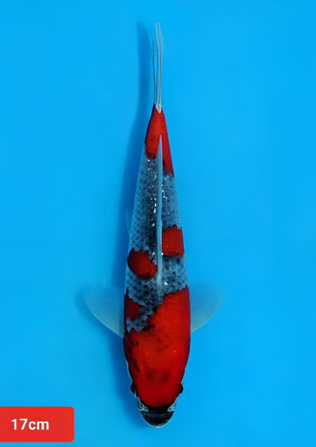 Juara 1