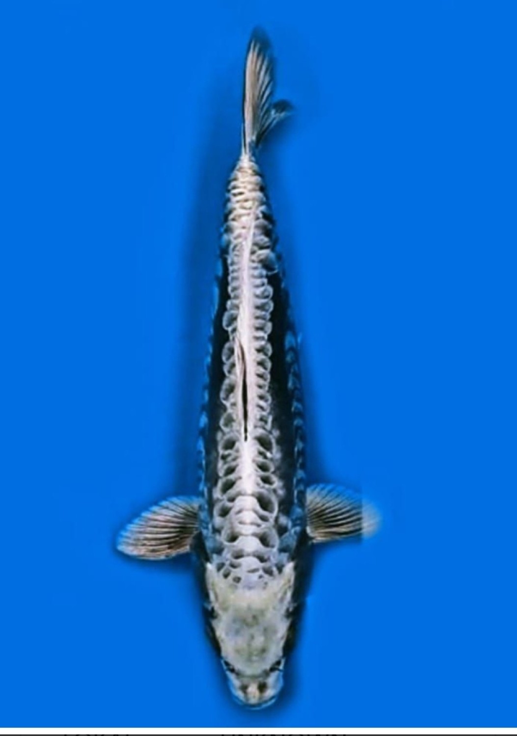 Best In Size F 41 - 45 cm