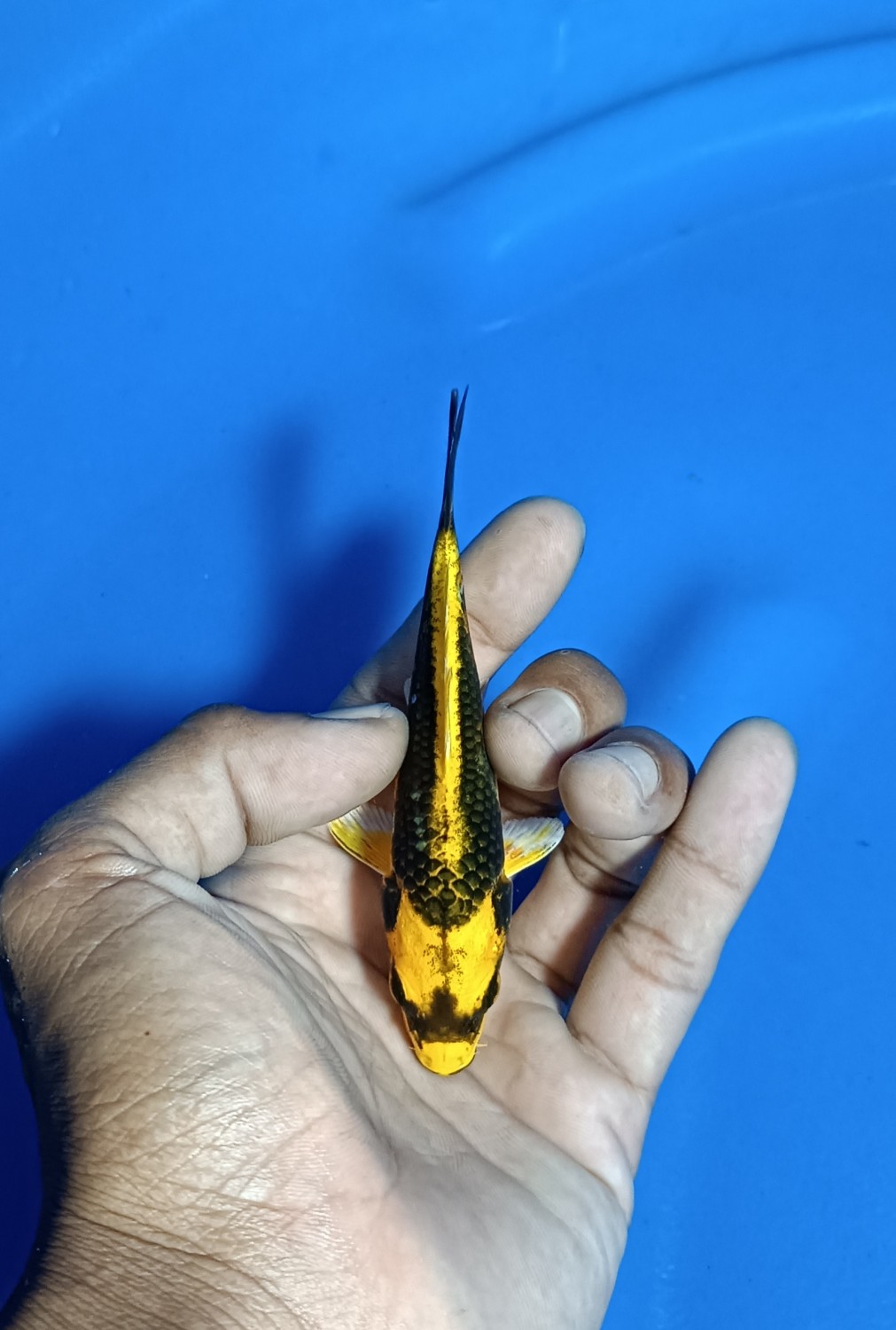 Juara 2