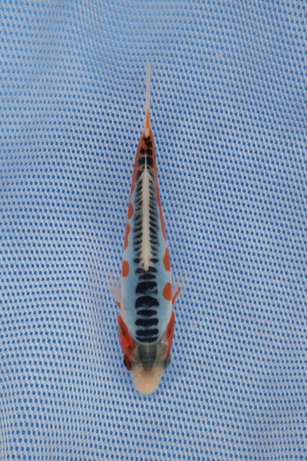 Best In Size D 13 - 15 cm