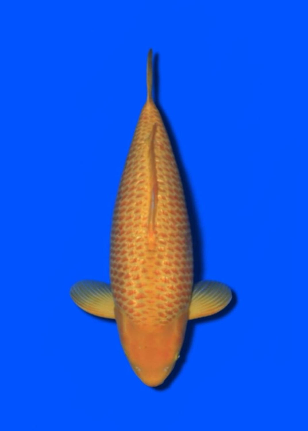 Juara 3