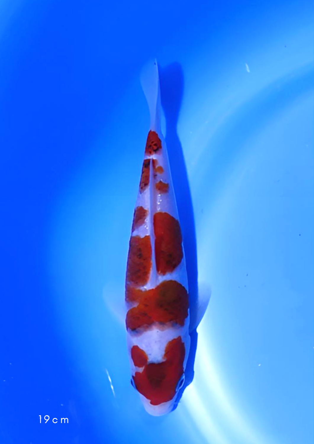Juara 2