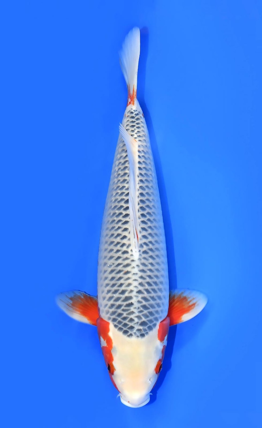 Best In Size D 46 - 50 cm