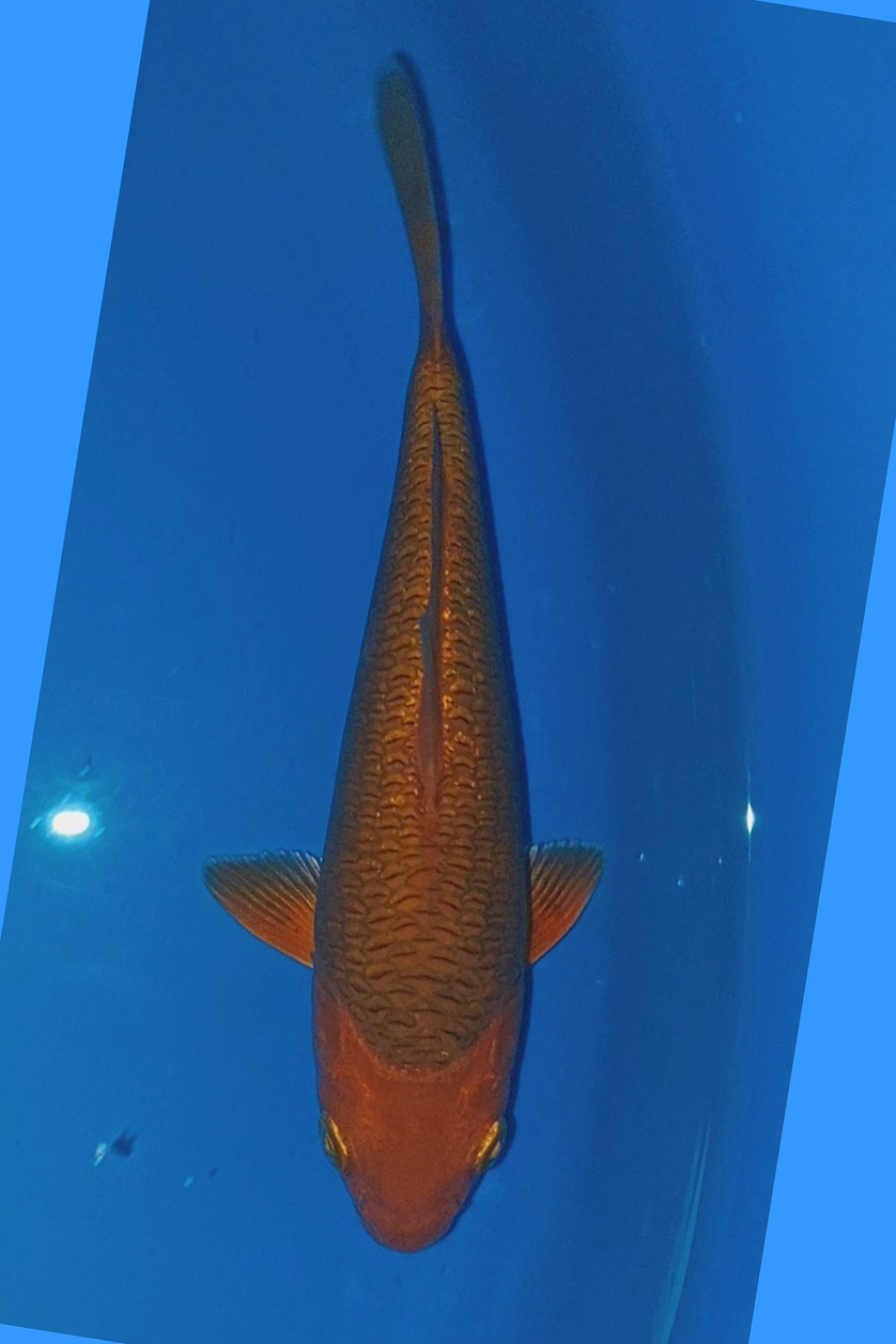 Juara 1