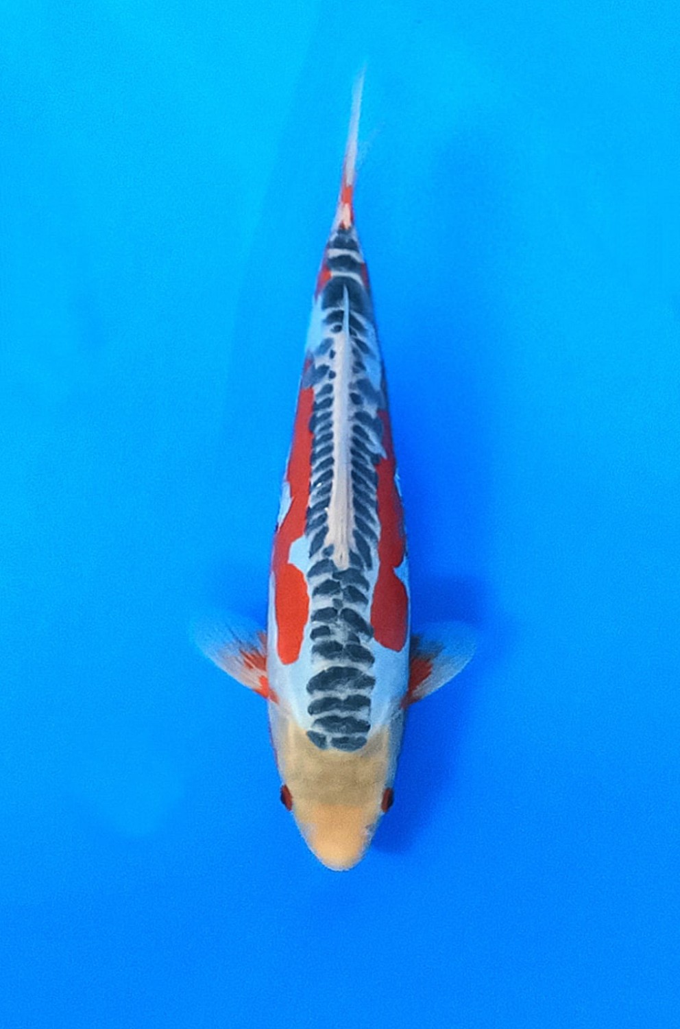 Juara 1