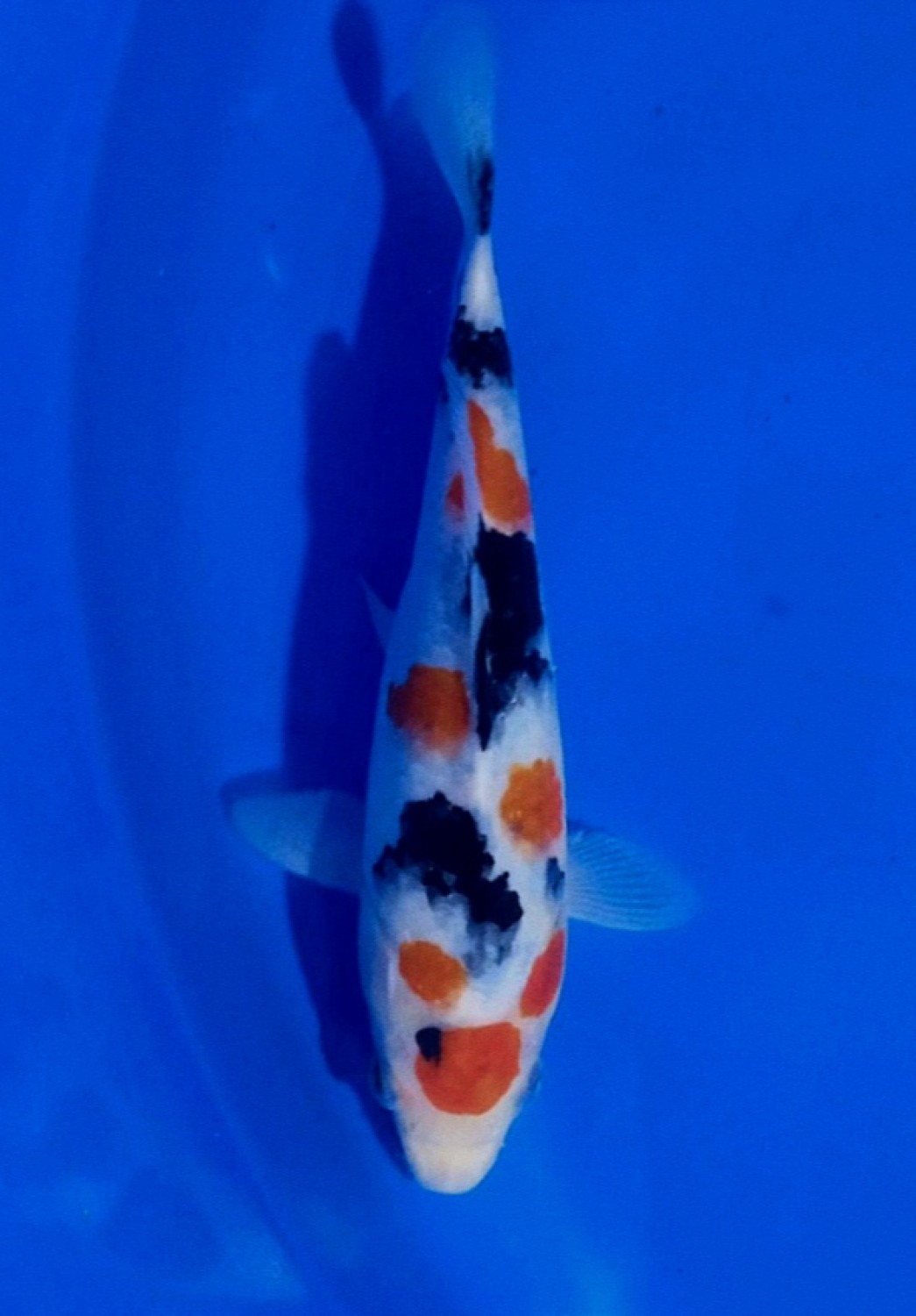 Juara 4