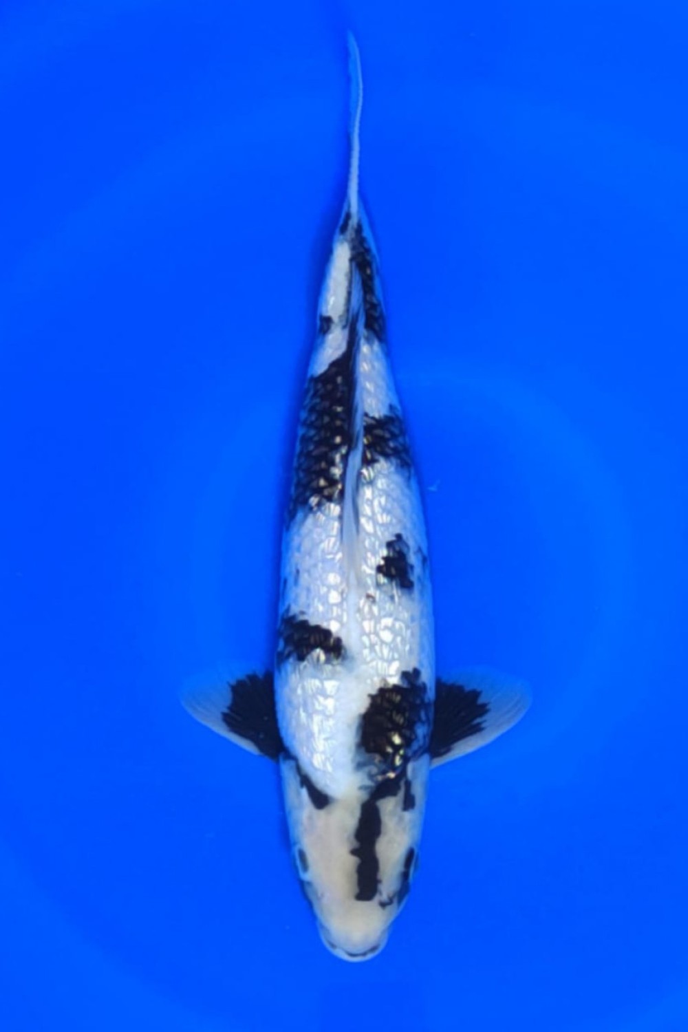 Juara 2