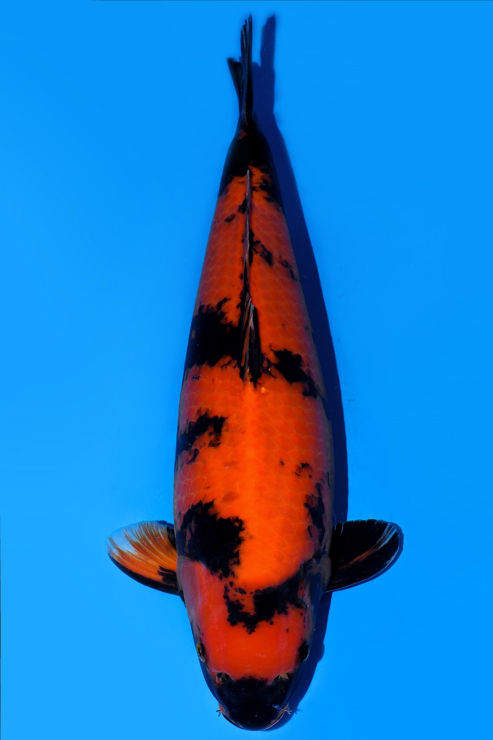 Juara 1