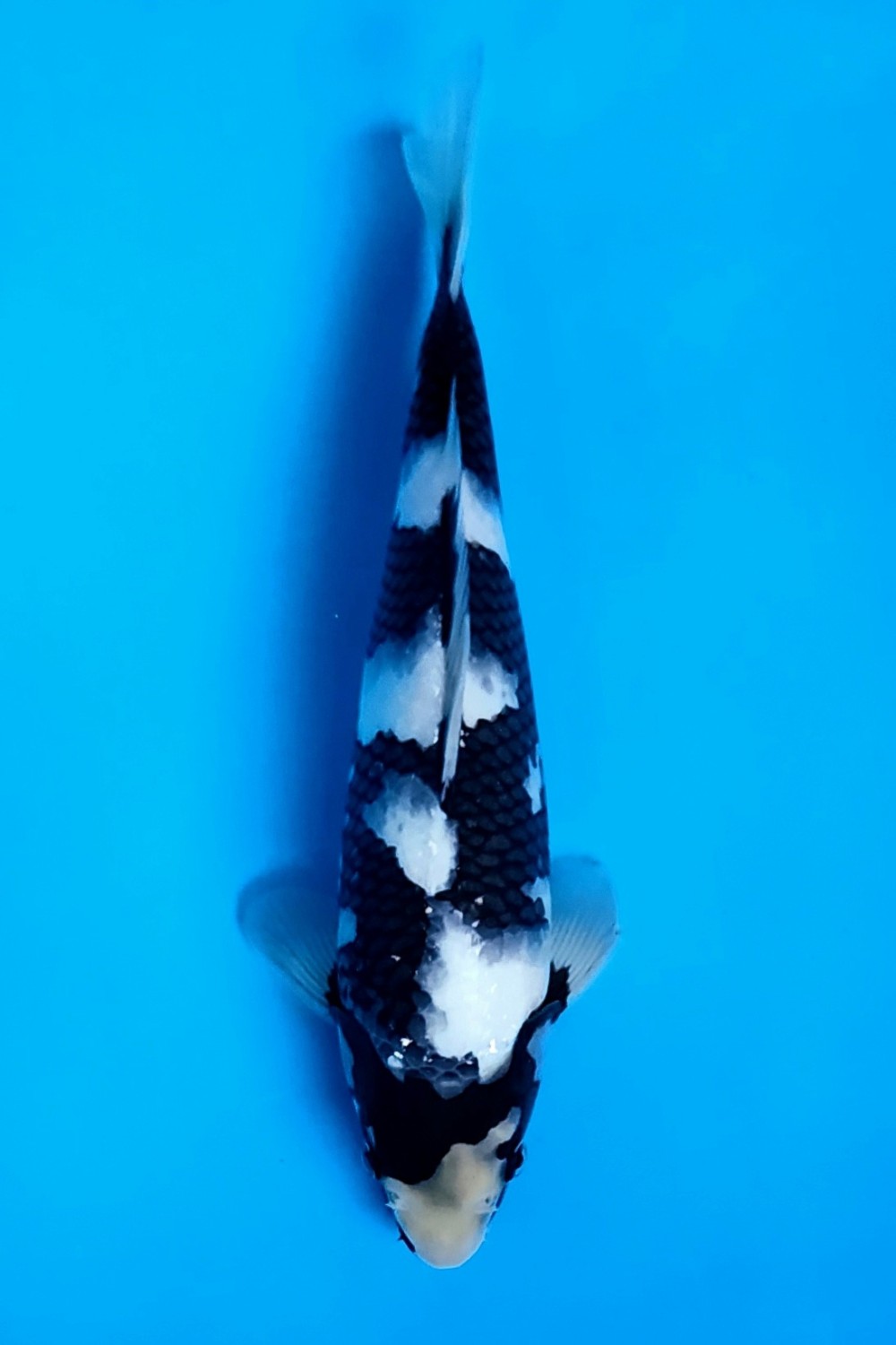 Juara 2