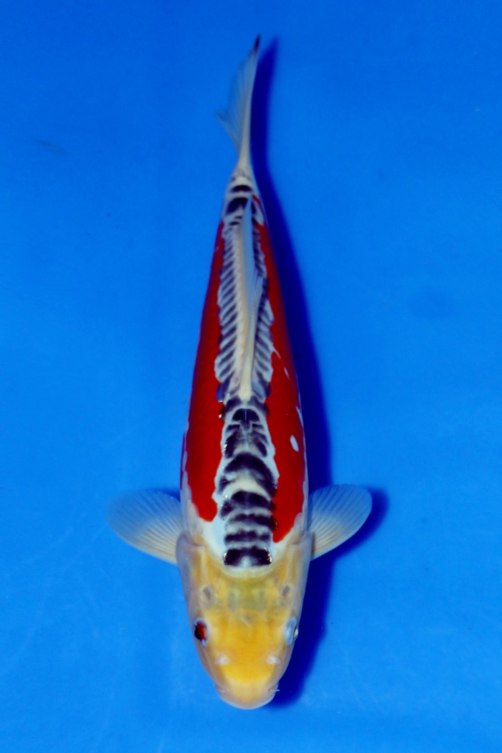 Juara 2