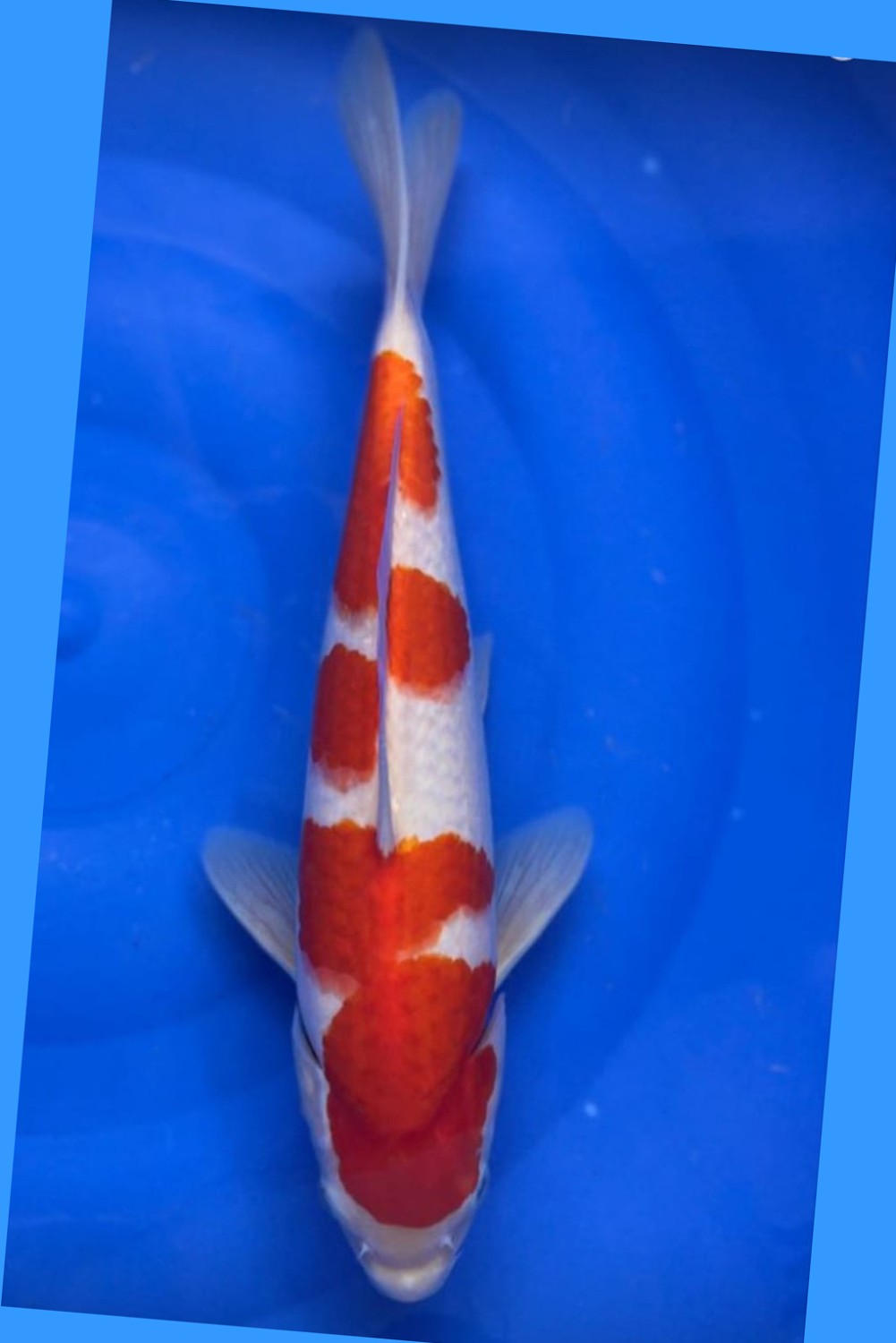 Best In Size A 36 - 40 cm