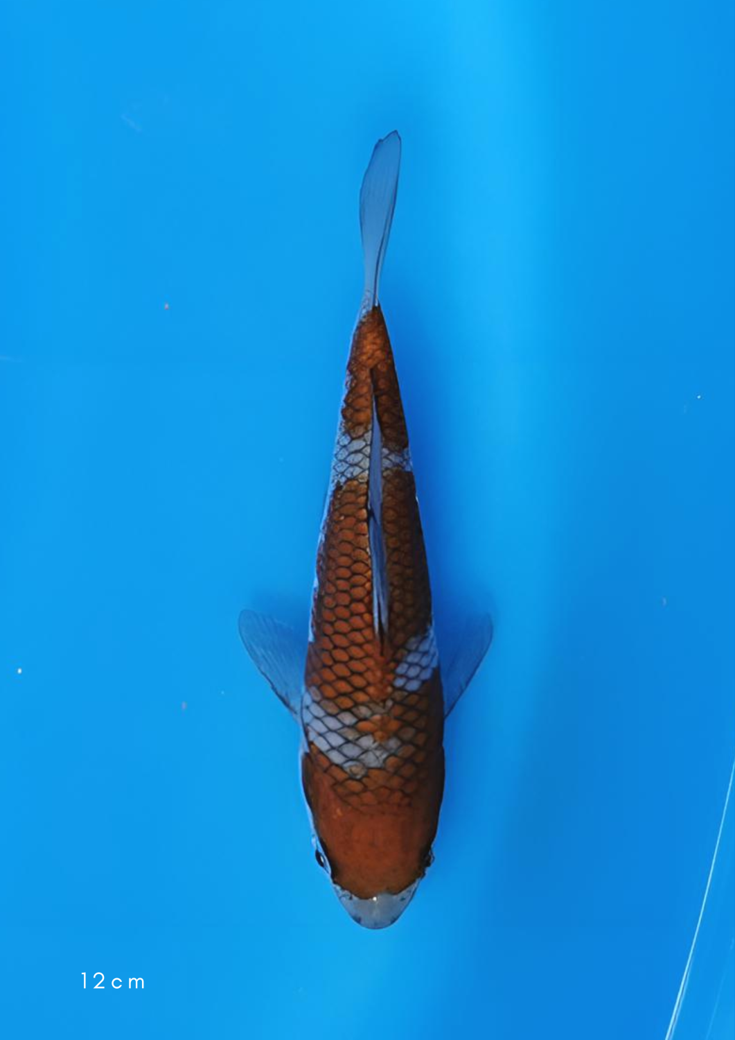 Juara 1
