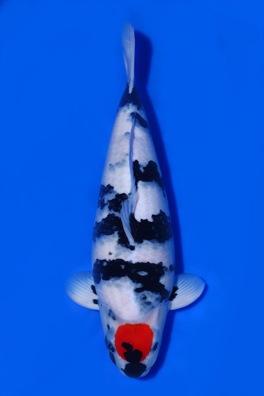 Juara 1