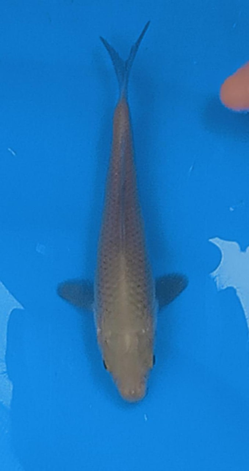 Juara 1