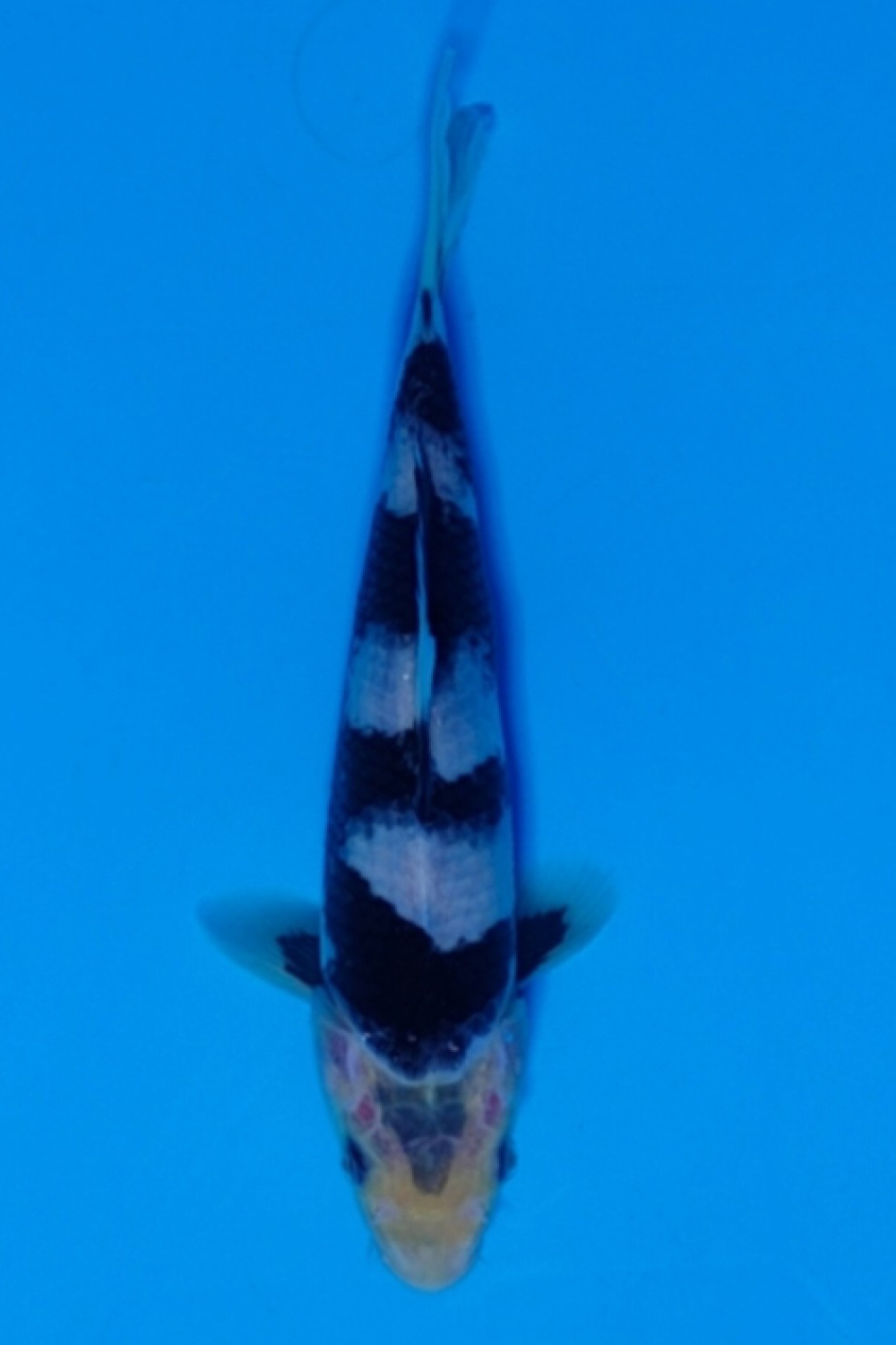 Juara 2