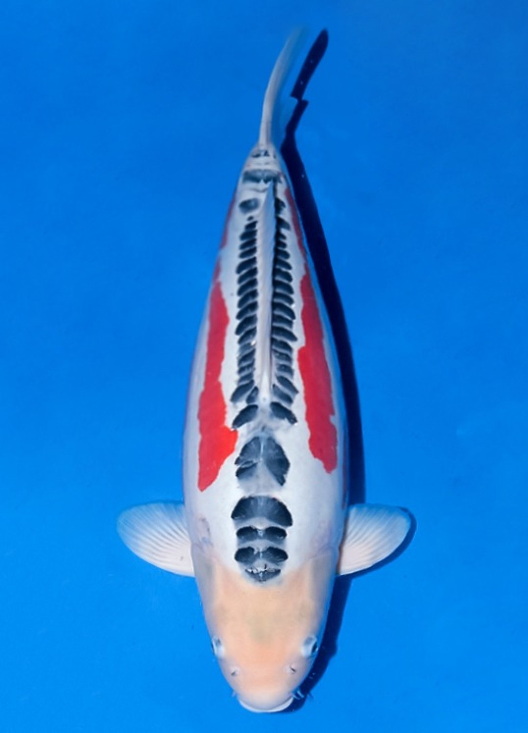 Best In Size D 61 - 65 cm