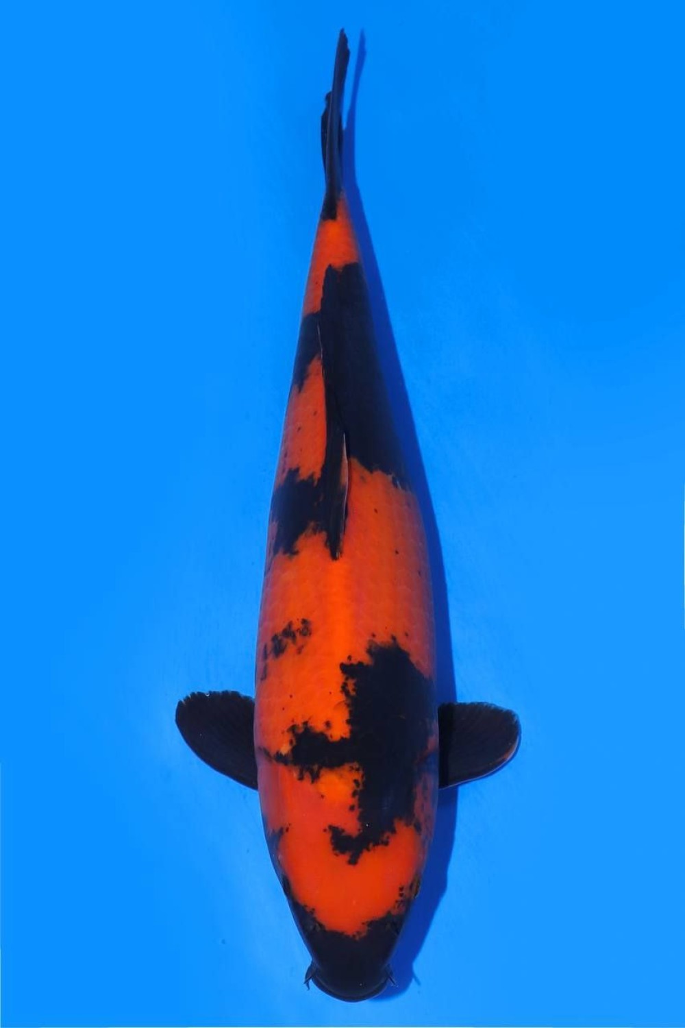 Juara 1