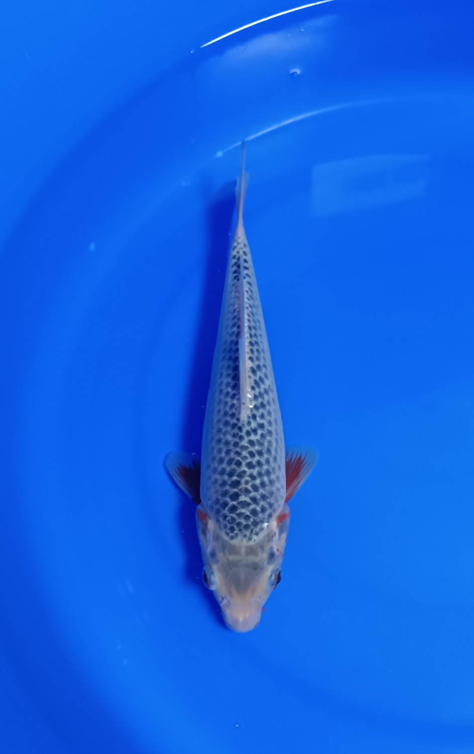 Juara 1