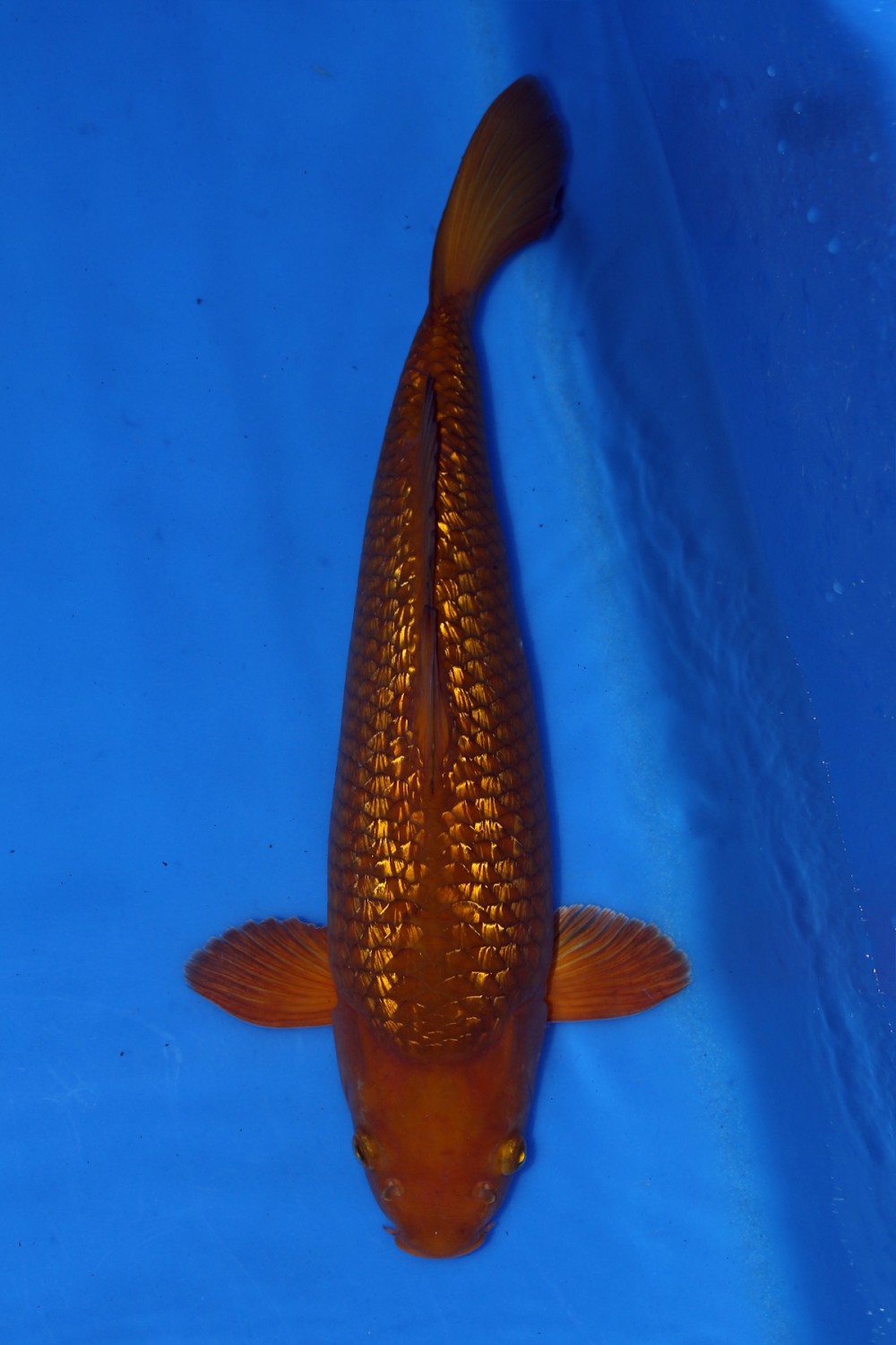 Juara 3