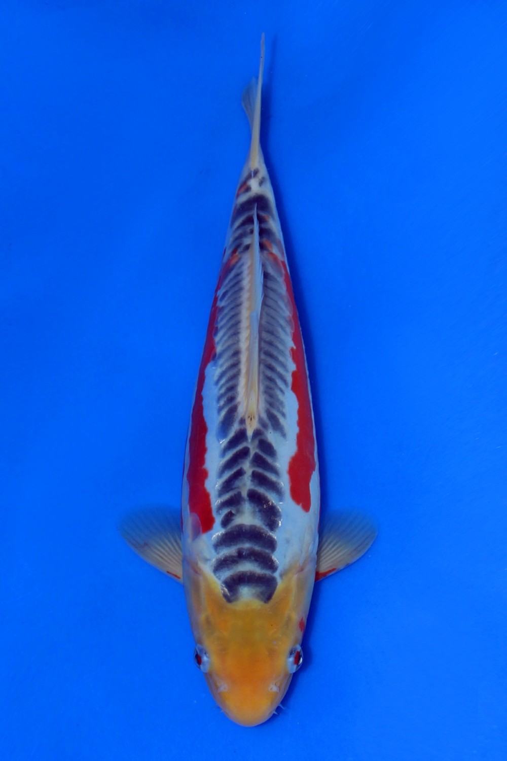 Juara 2