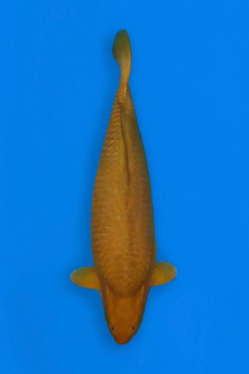 Juara 1