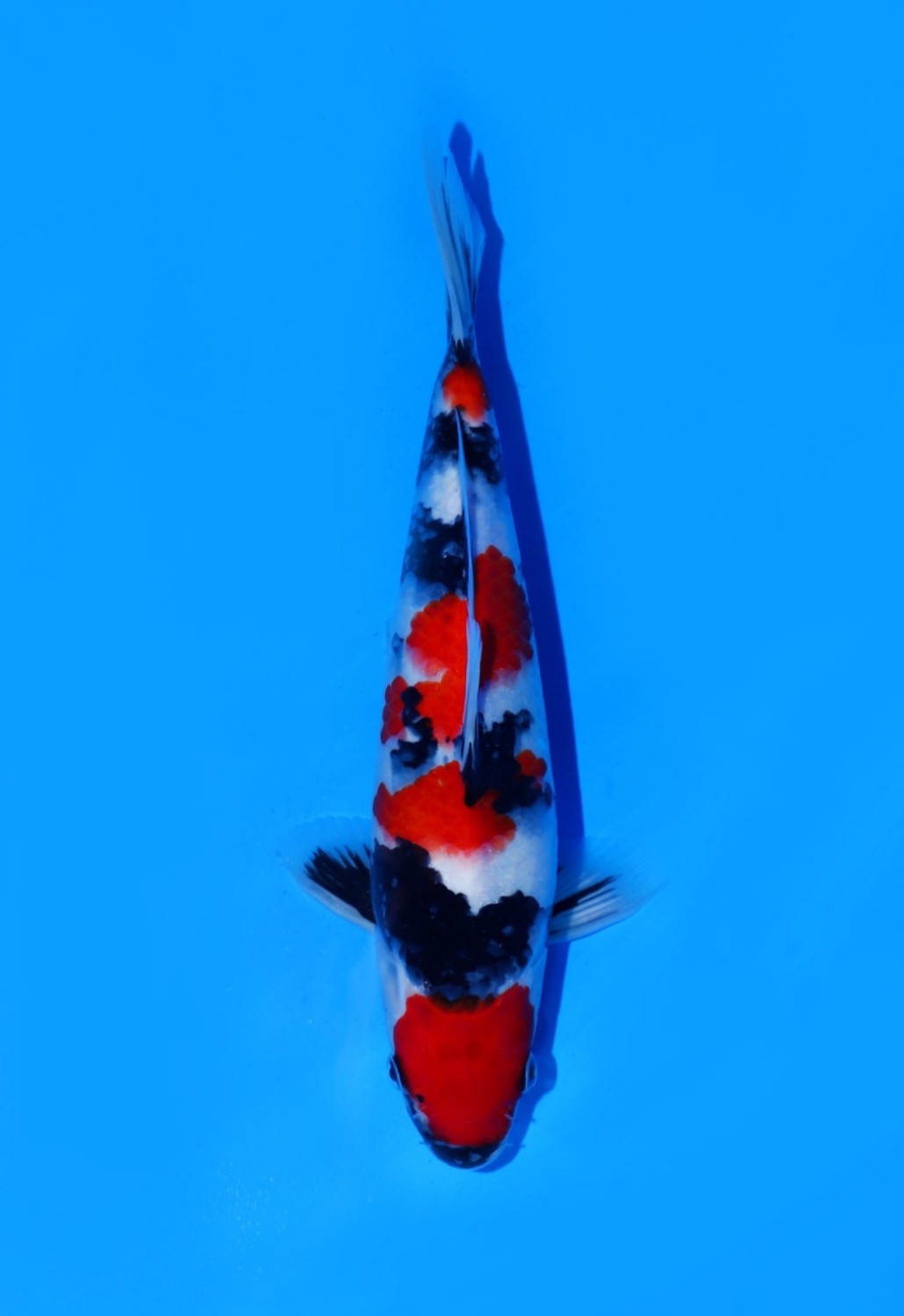 Juara 1