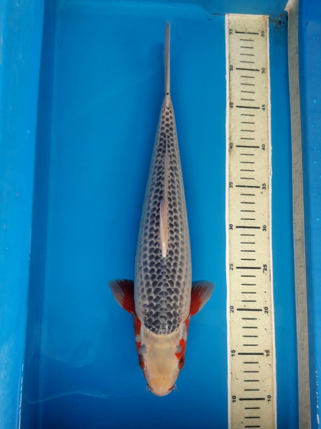 Juara 1