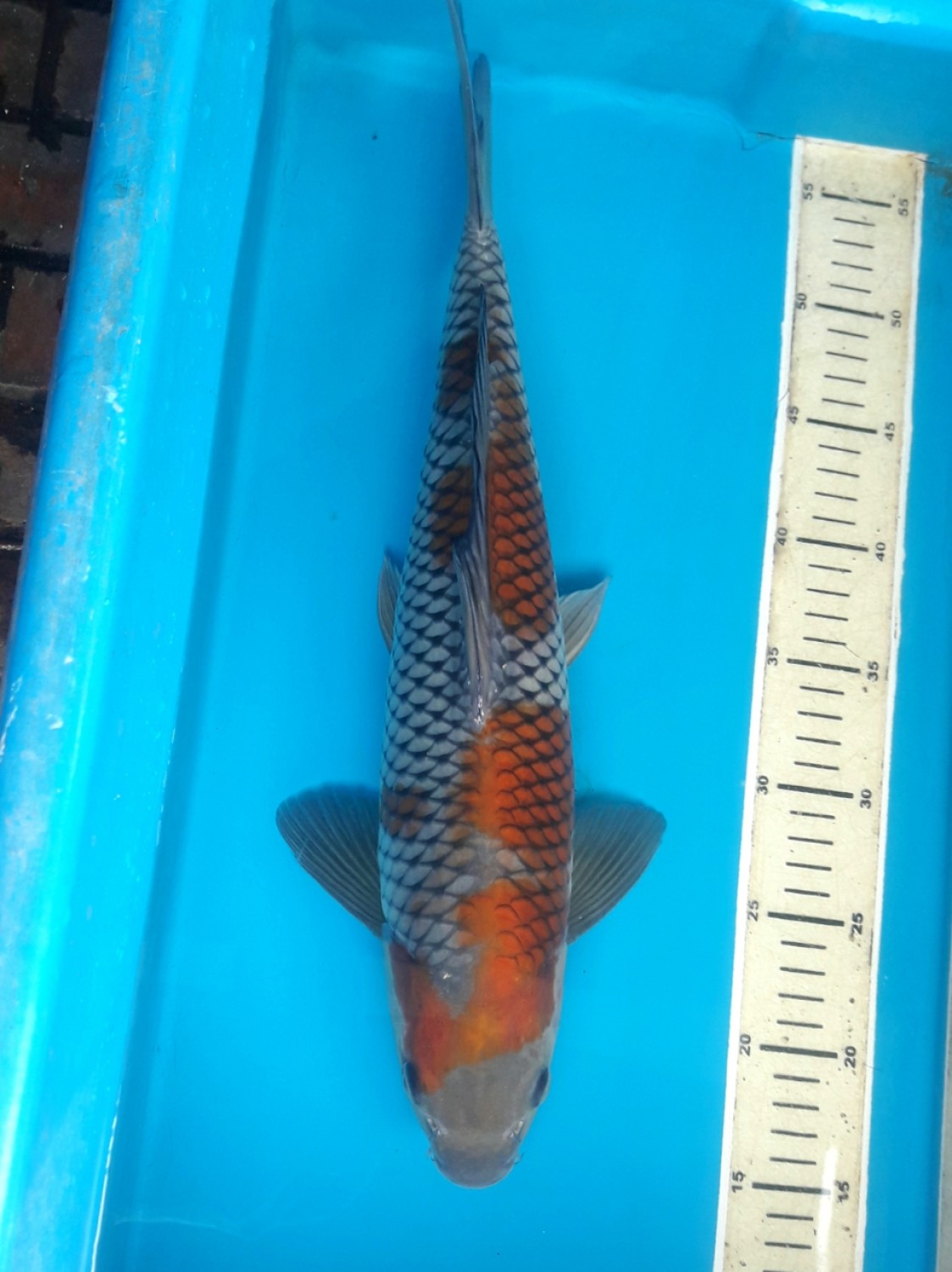 Juara 1
