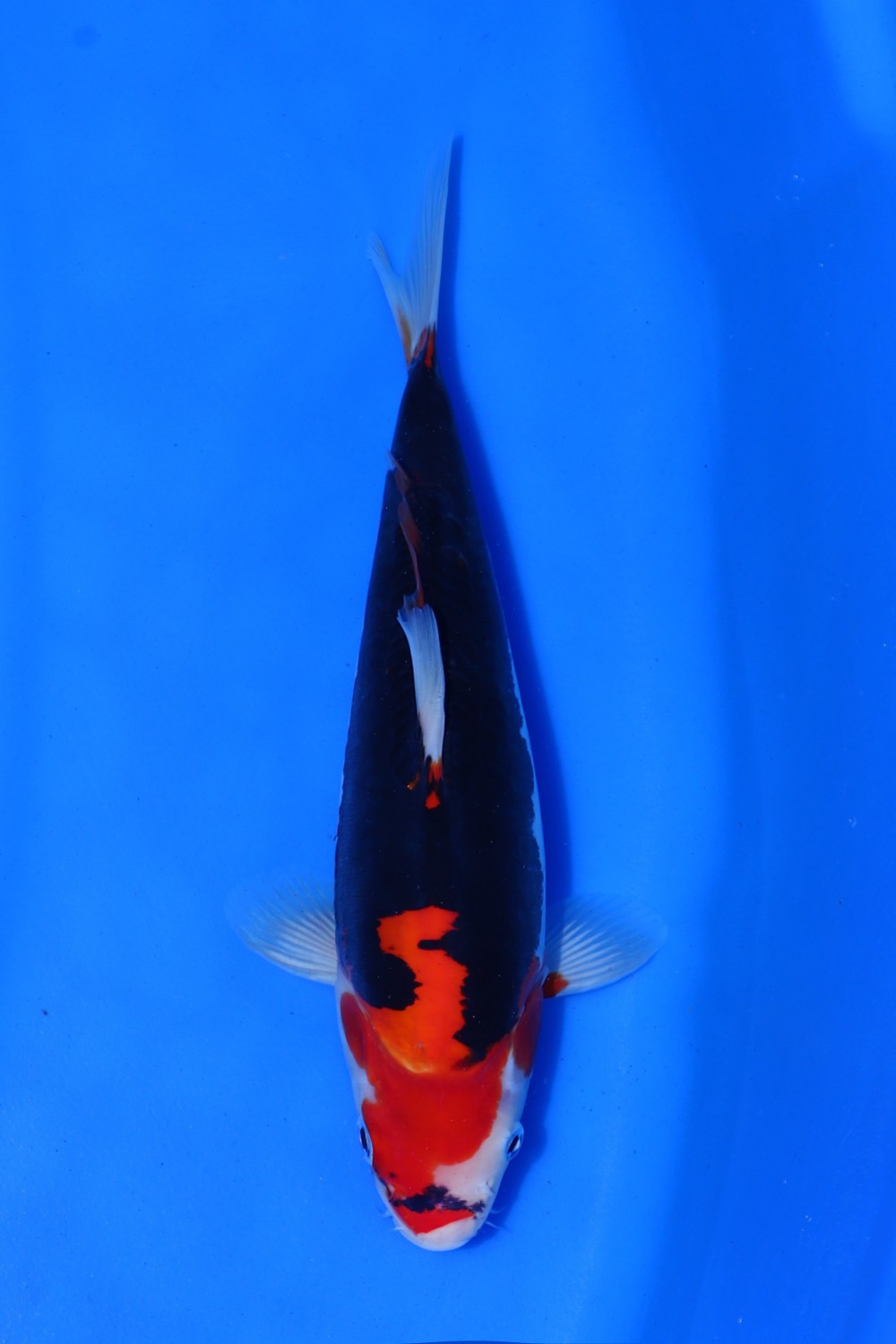 Juara 2