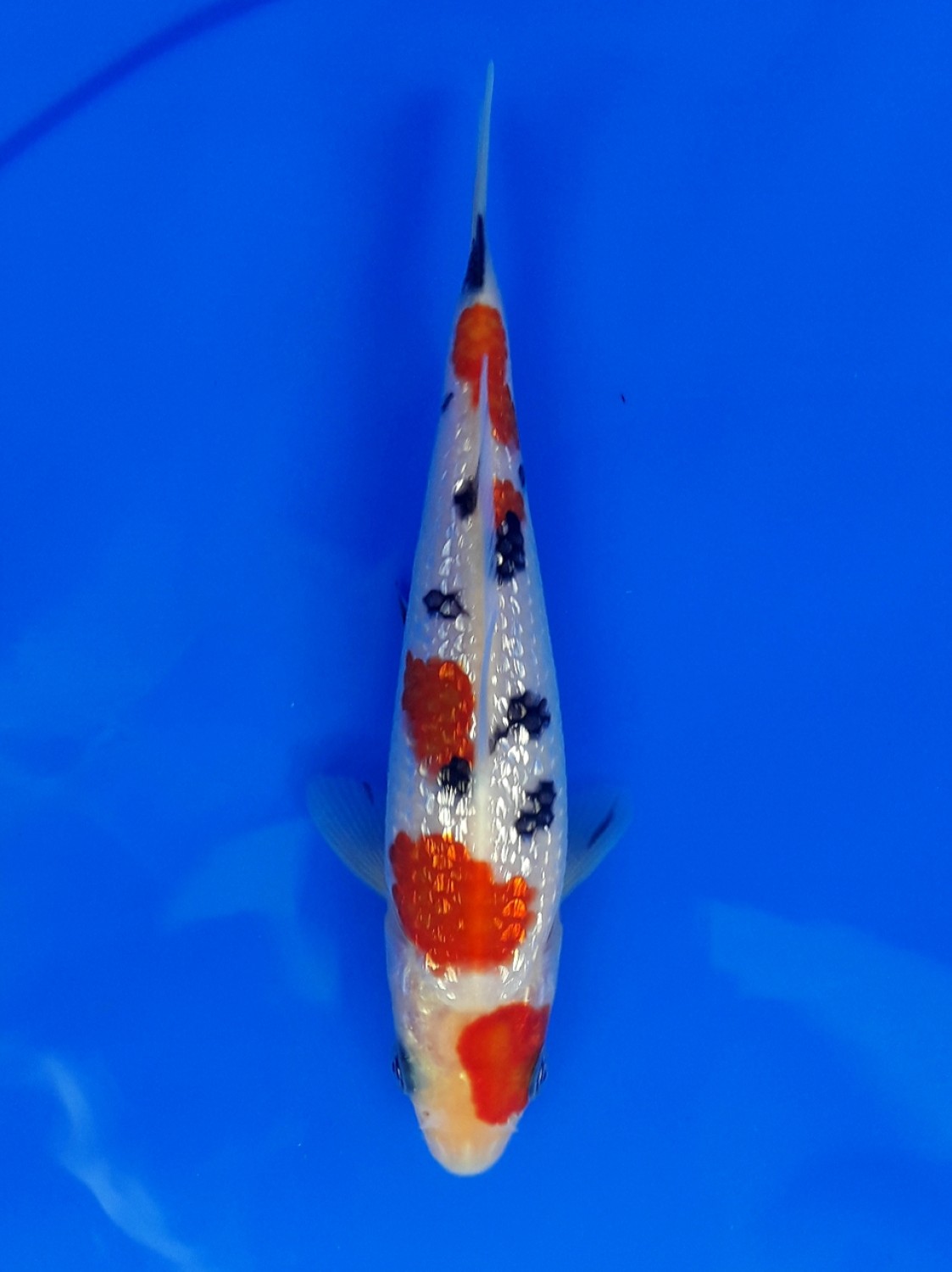 Juara 4