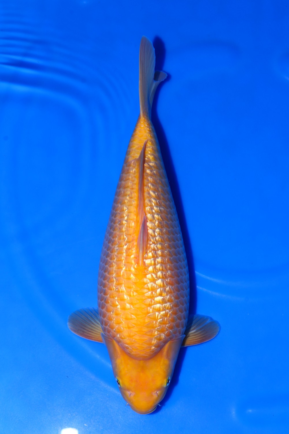 Juara 3