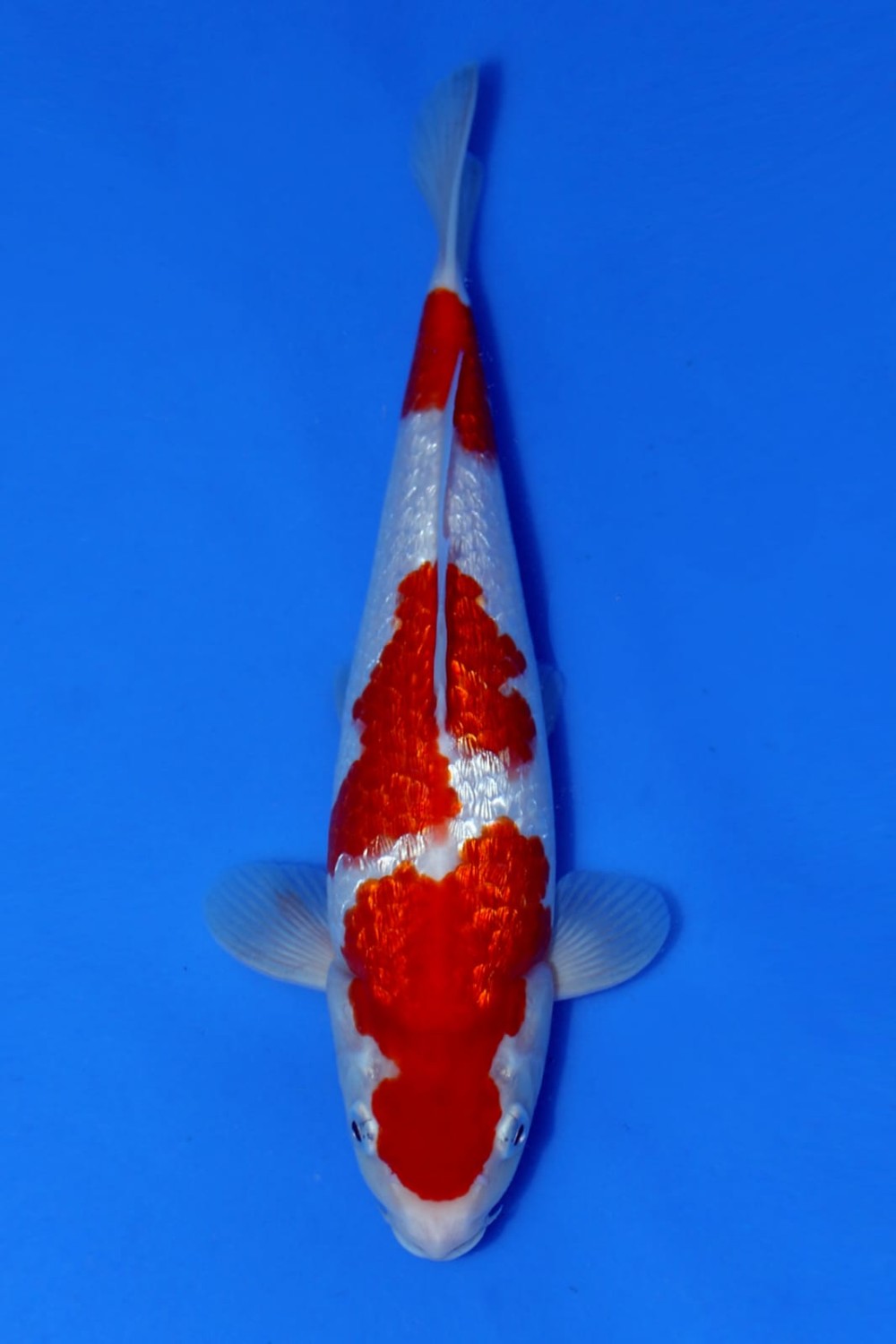 Juara 1