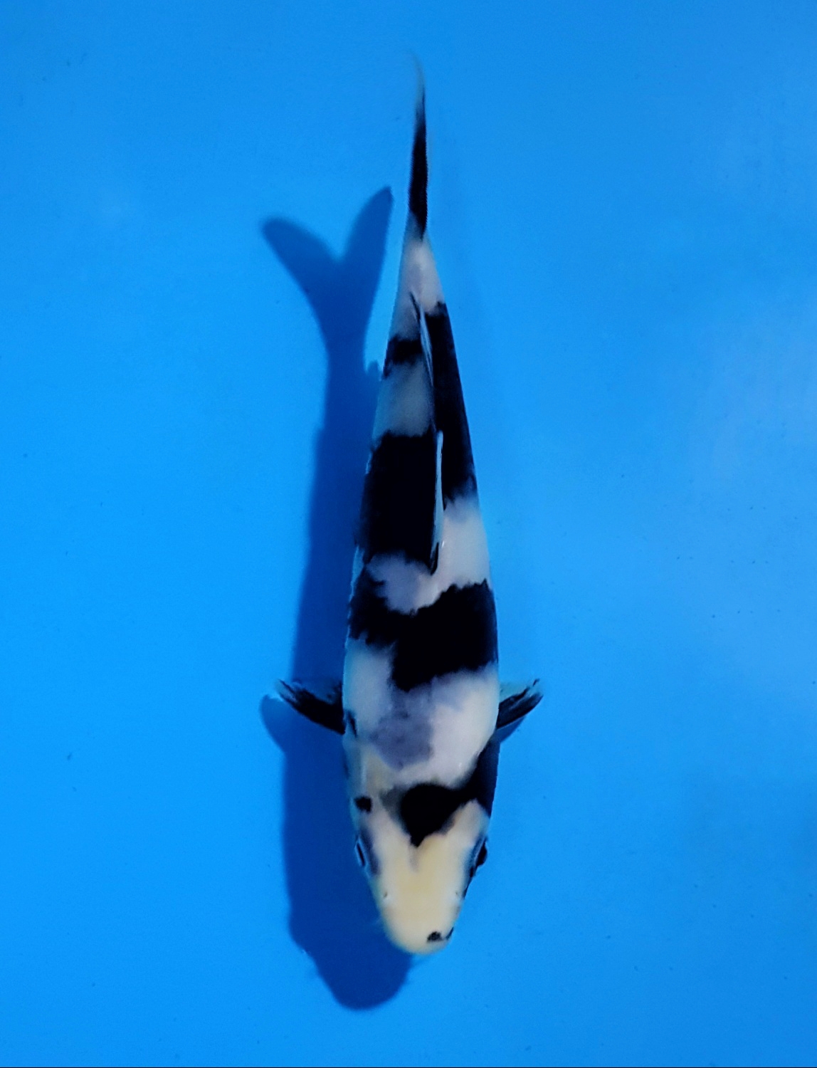 Best In Size B 13 - 15 cm