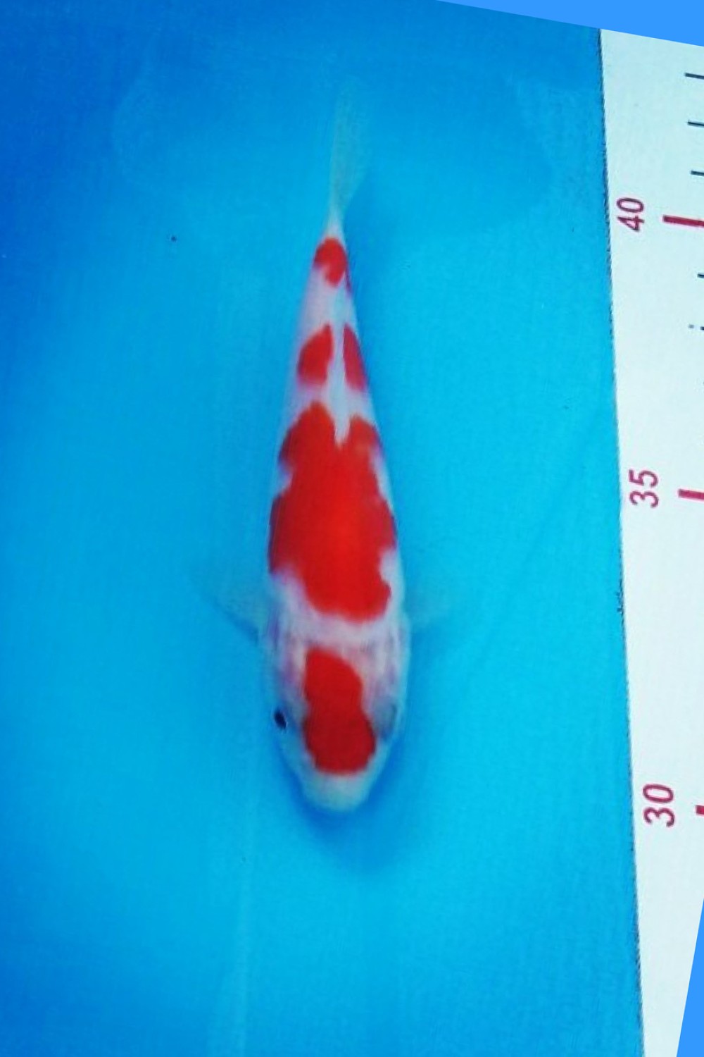 Juara 7