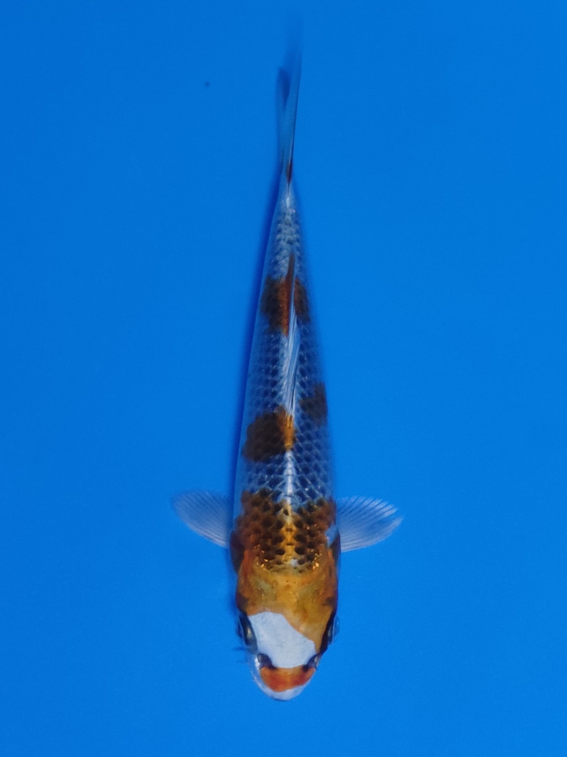 Juara 2