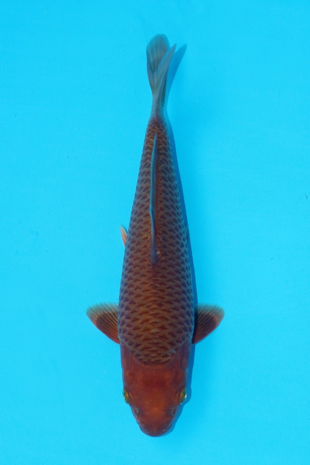 Juara 1