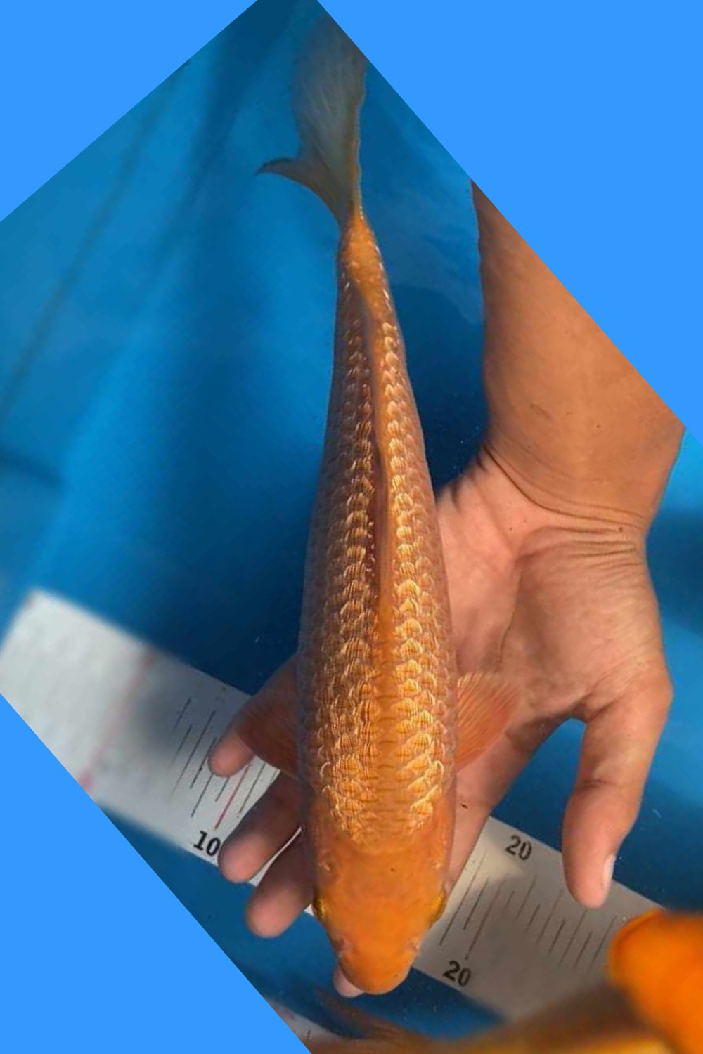 Juara 2