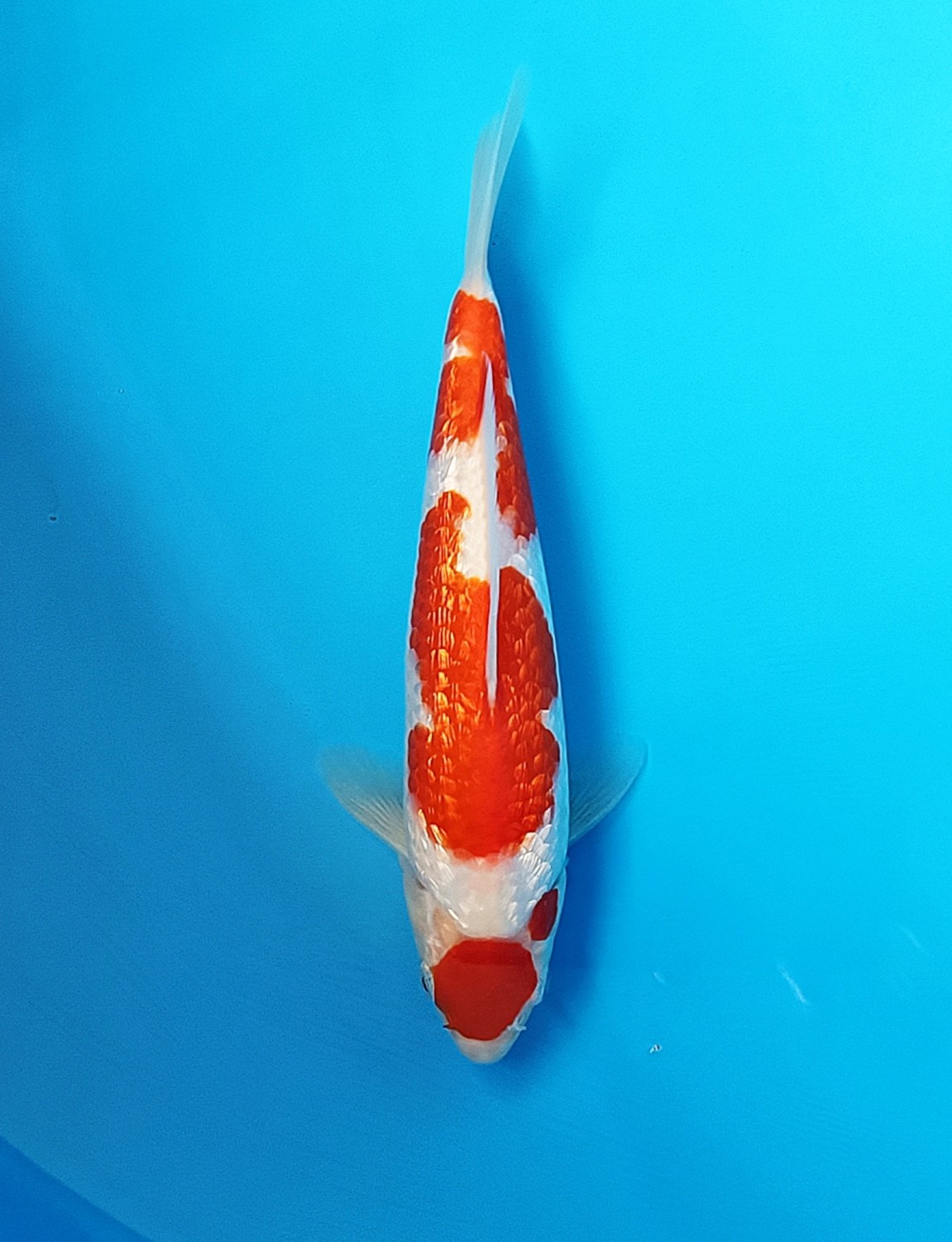 Juara 4