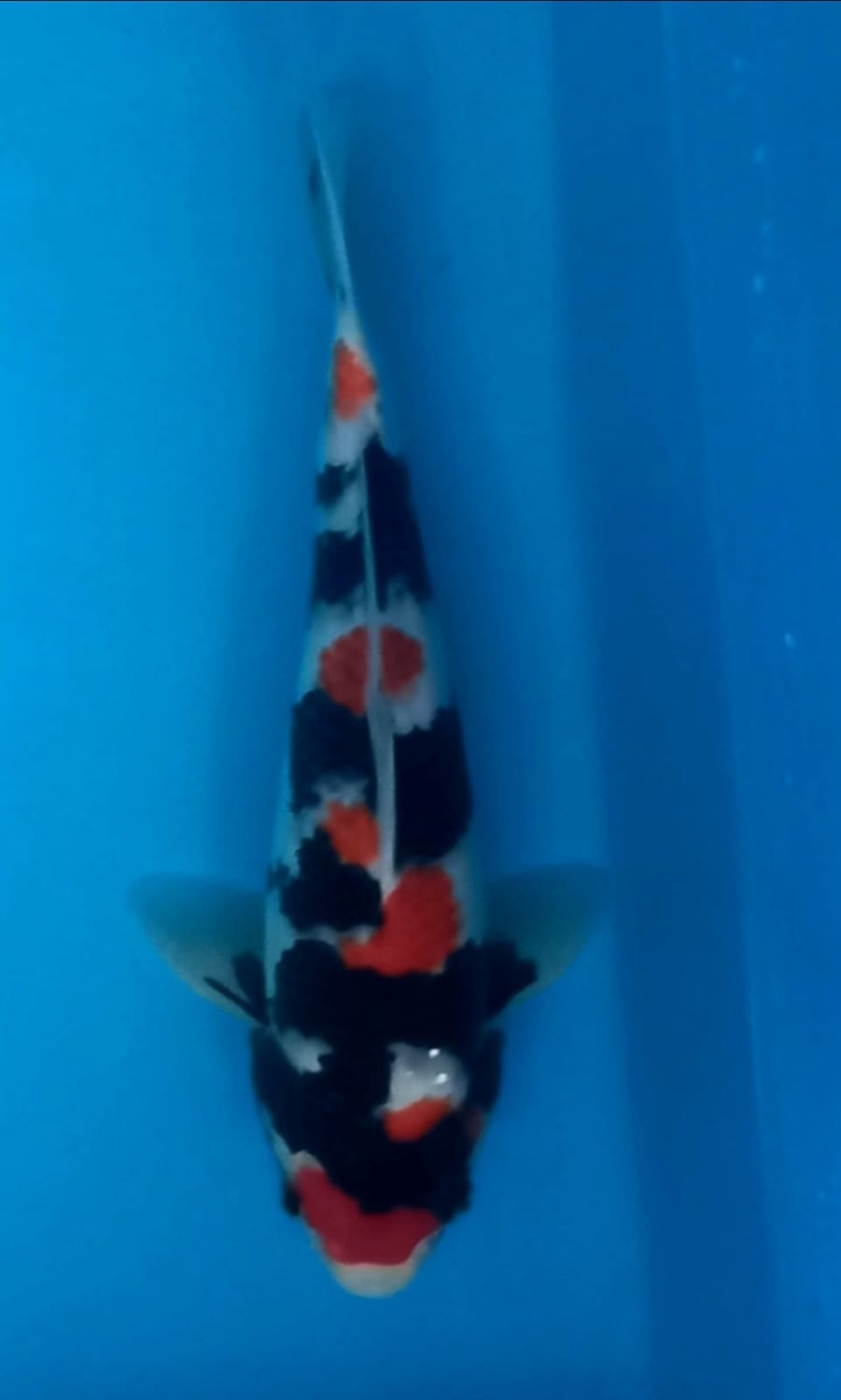Juara 5