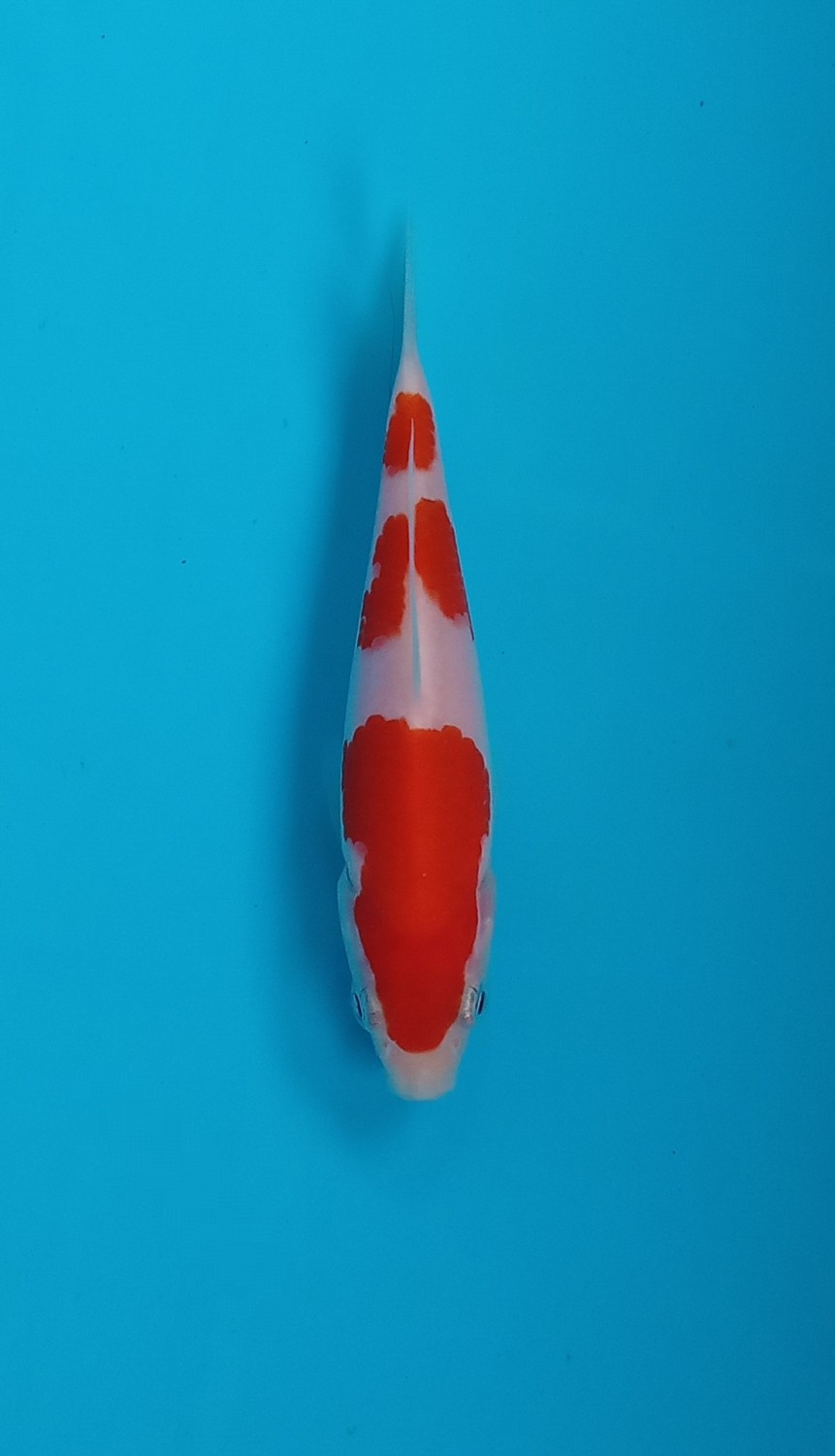 Best In Size A 13 - 15 cm