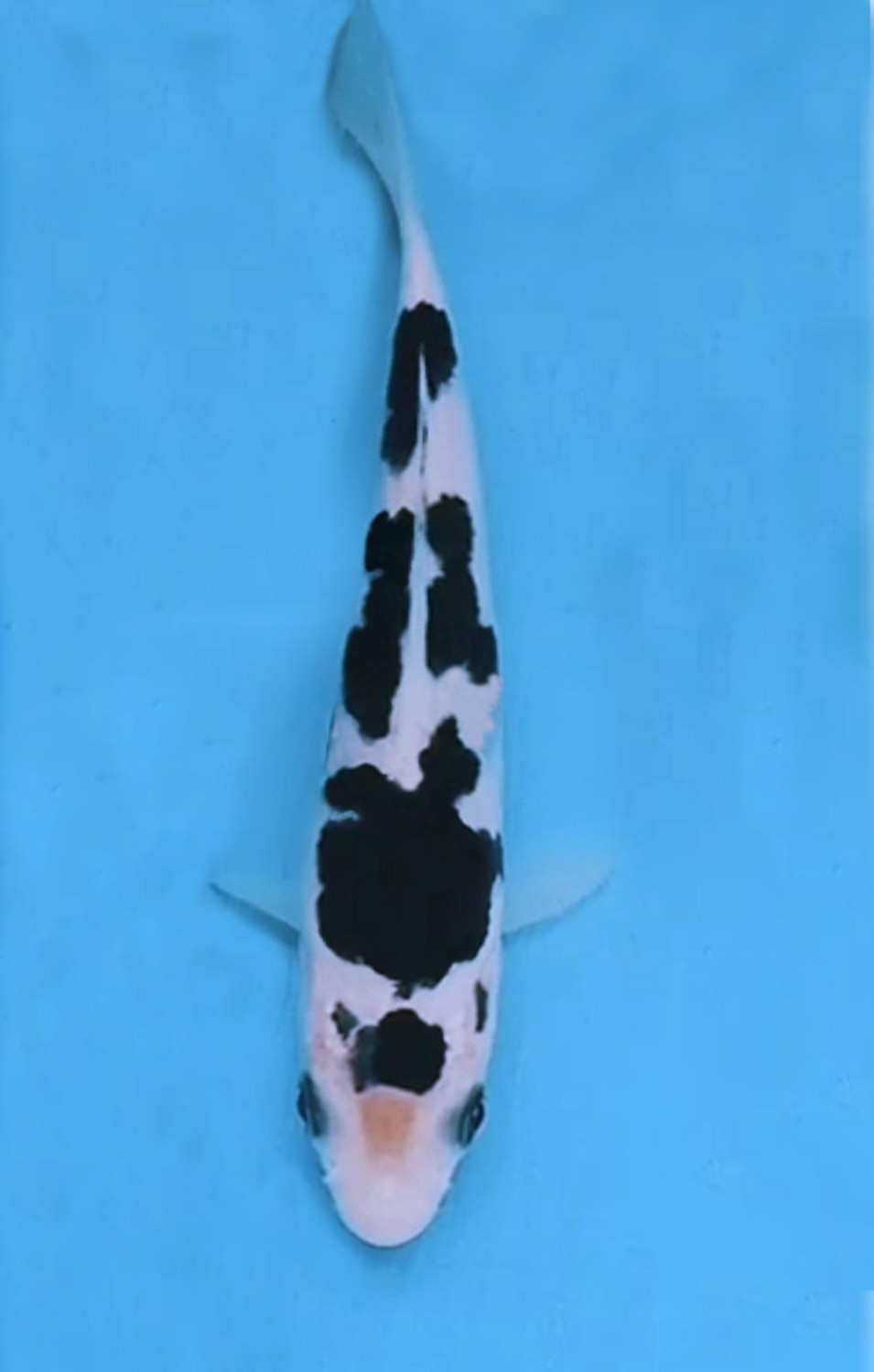 Juara 1
