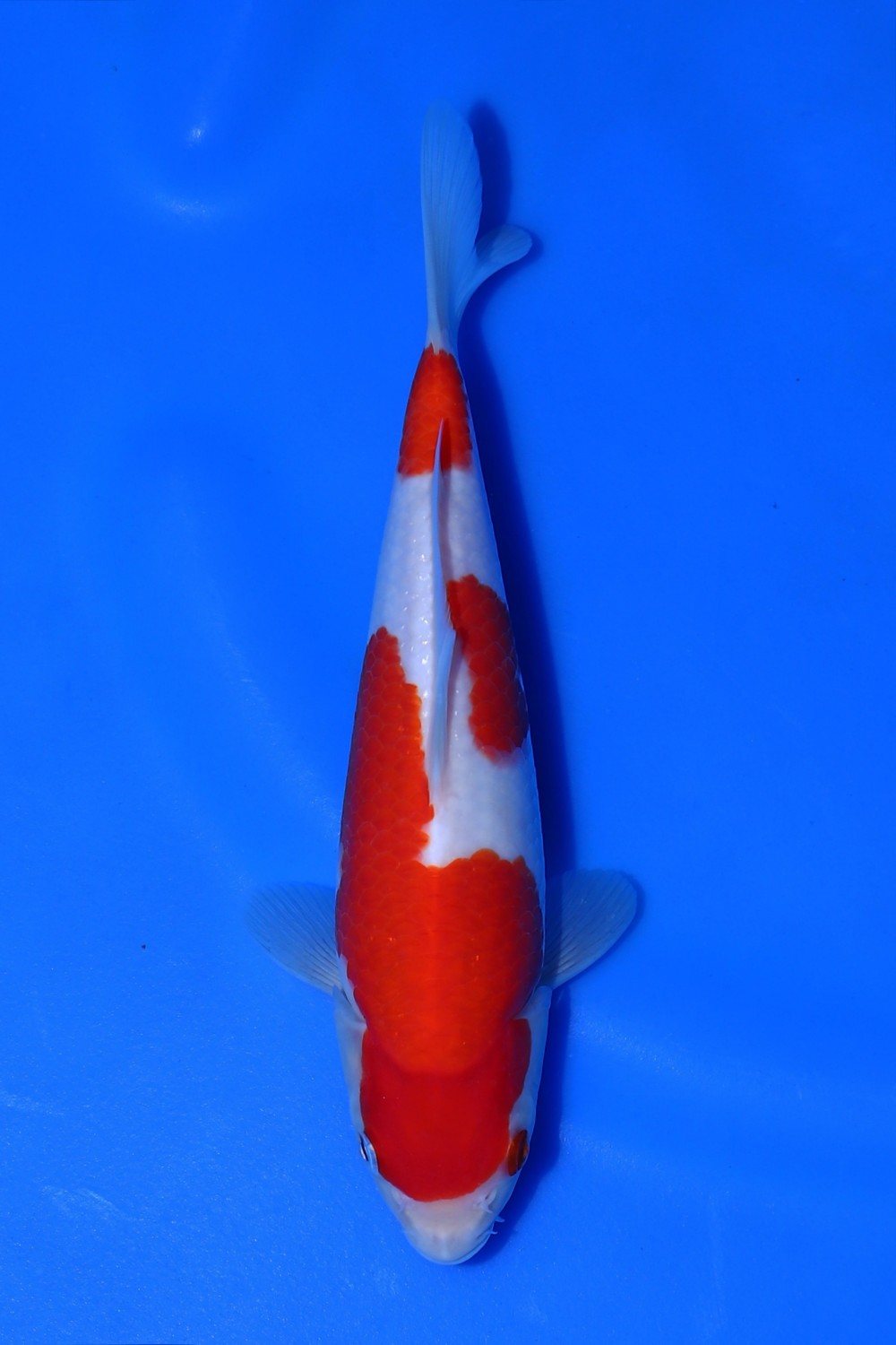 Best In Size A 21 - 25 cm