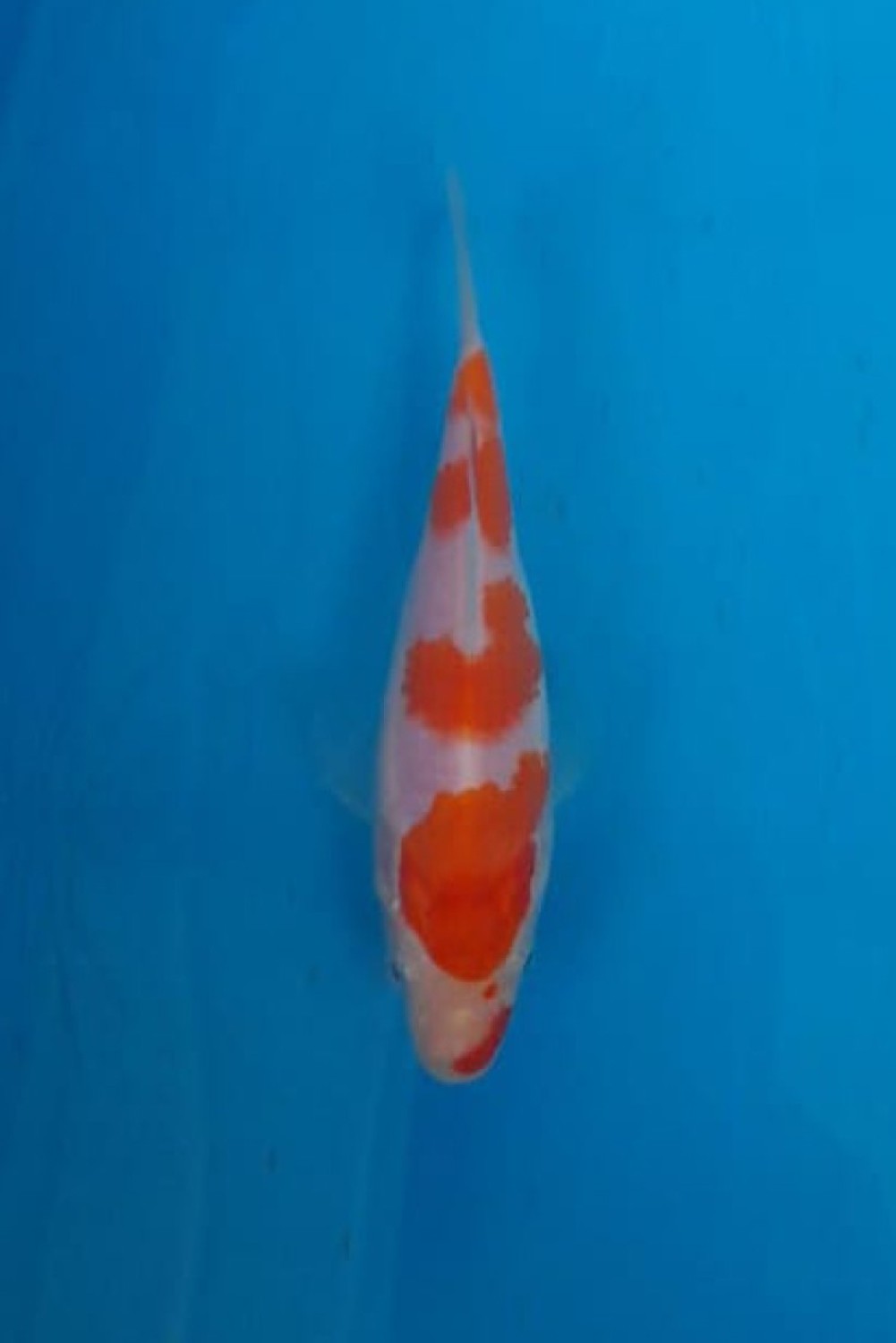 Juara 6