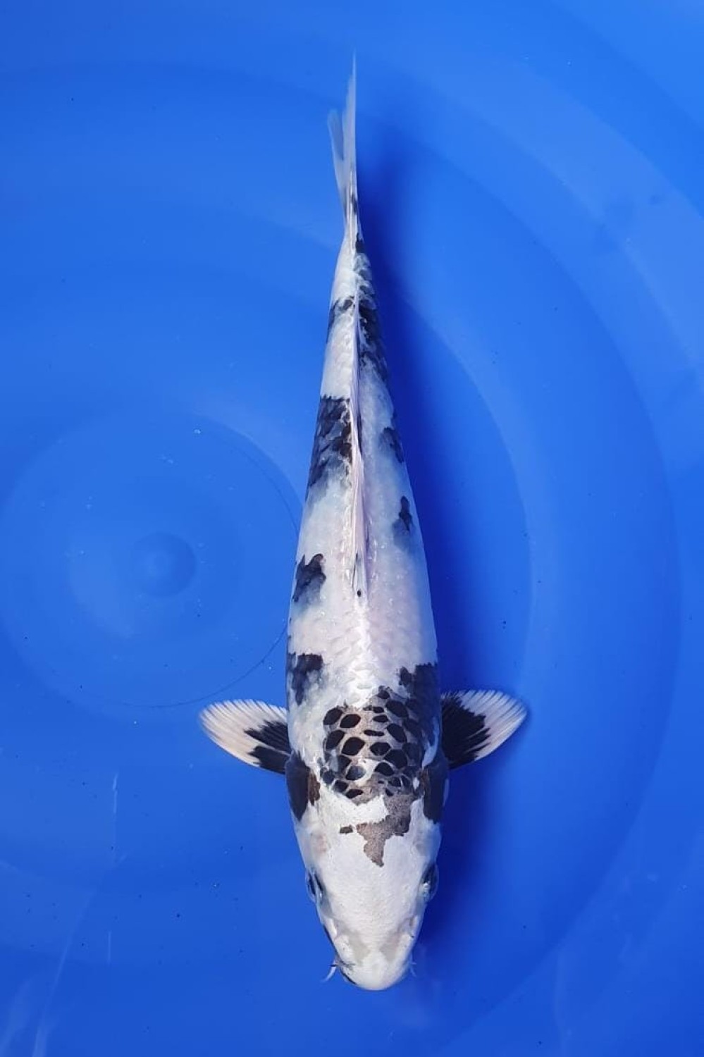 Best In Size D 26 - 30 cm