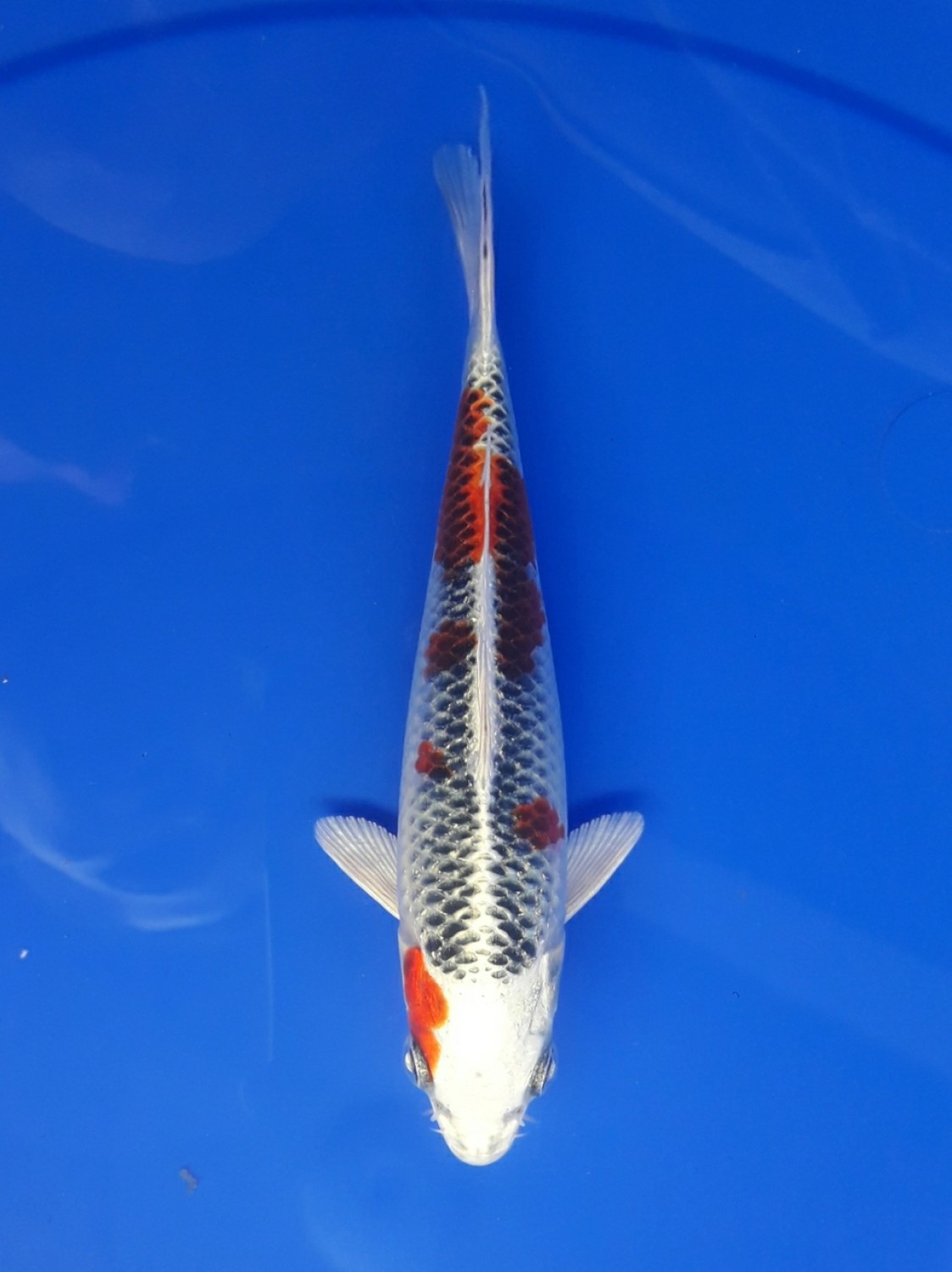 Juara 1