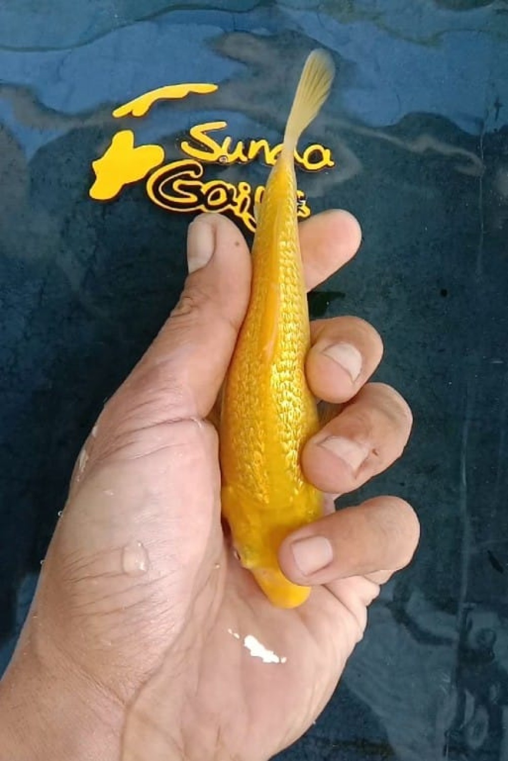 Juara 1
