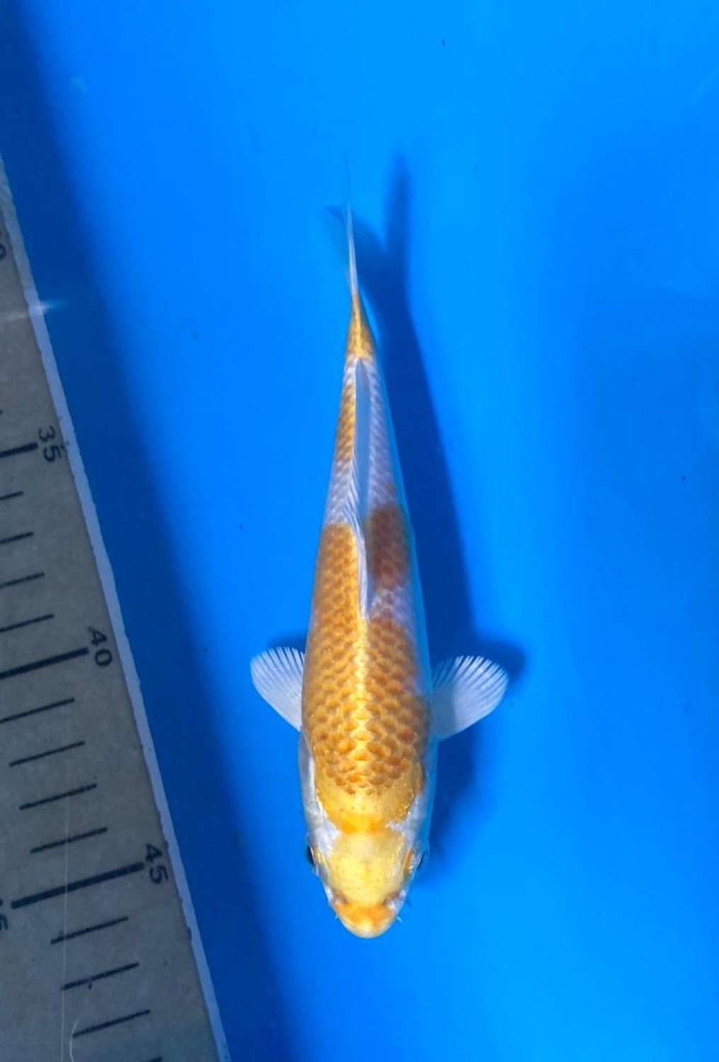 Juara 1