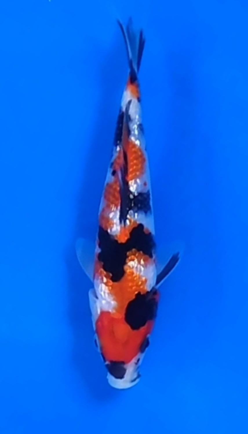 Juara 7