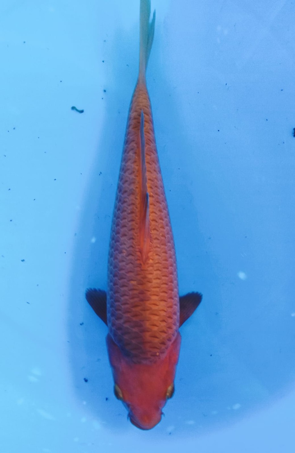 Best In Size E 21 - 25 cm